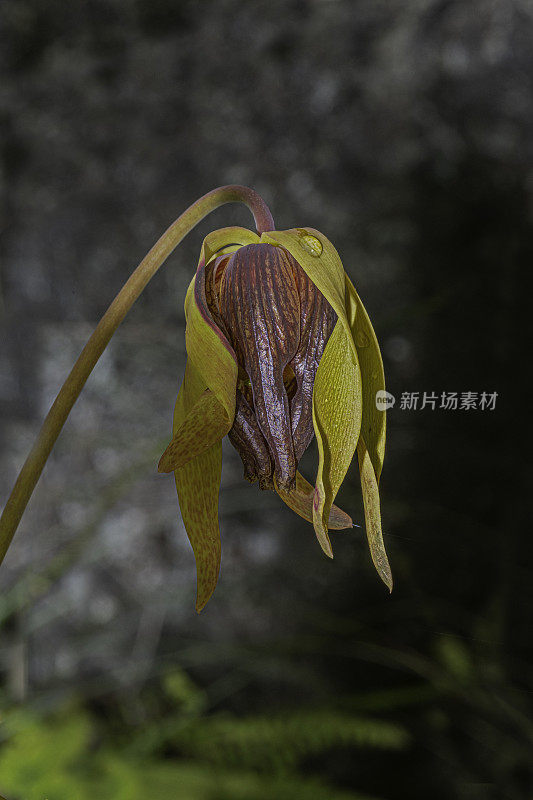 Darlingtonia californica;加利福尼亚猪笼草，眼镜蛇百合，或眼镜蛇植物，是一种食肉植物。作为一种猪笼草，它是Sarraceniaceae的Darlingtonia属的唯一成员。杰迪戴亚史密斯红杉州立公园;